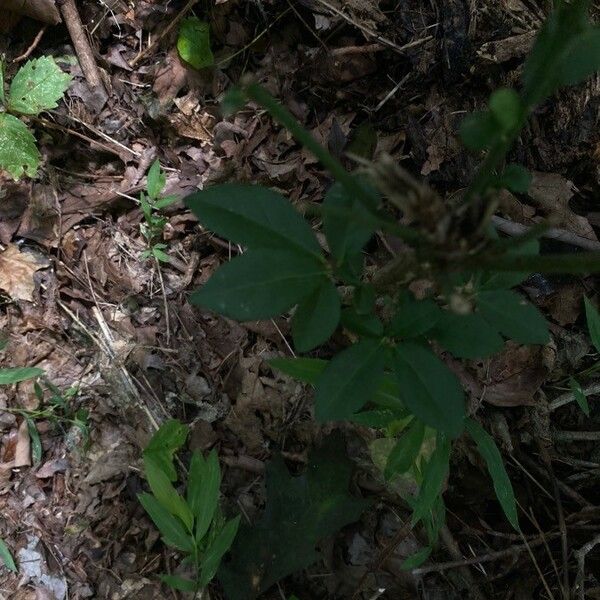 Arisaema dracontium Листок