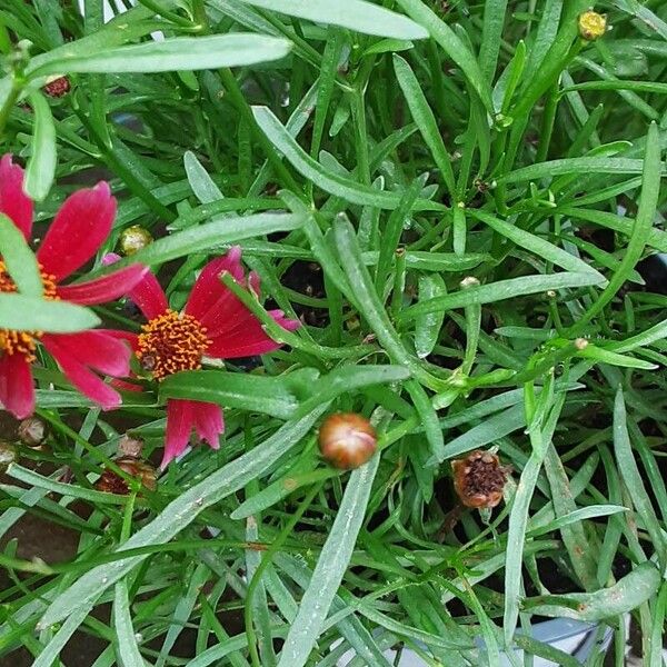 Coreopsis tinctoria Fuelha