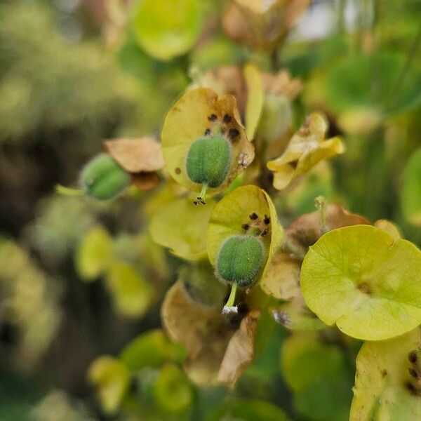 Euphorbia esula Plod