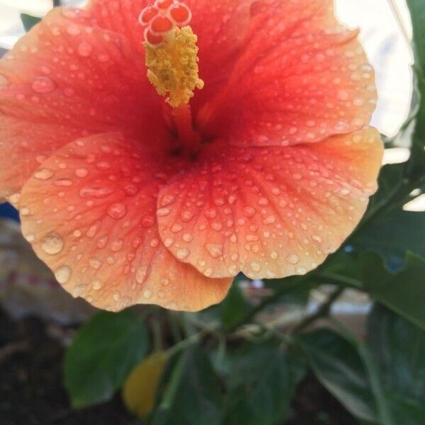 Hibiscus rosa-sinensis Blüte