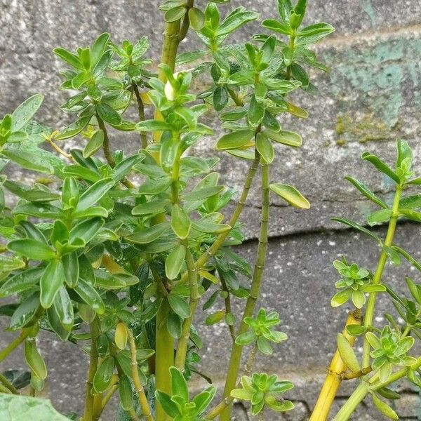 Peperomia inaequalifolia Deilen