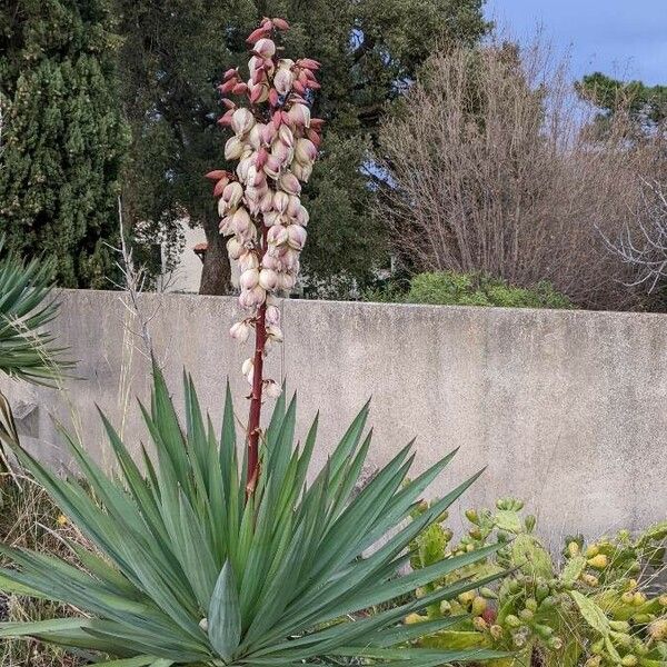 Yucca gloriosa Hábito