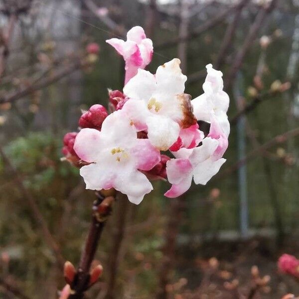 Viburnum farreri Flower