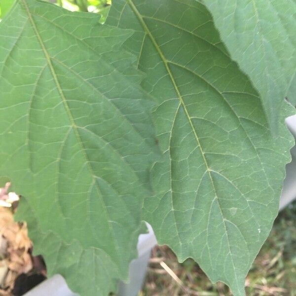 Solanum americanum 葉