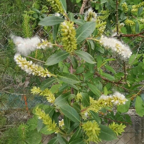 Salix triandra Kukka