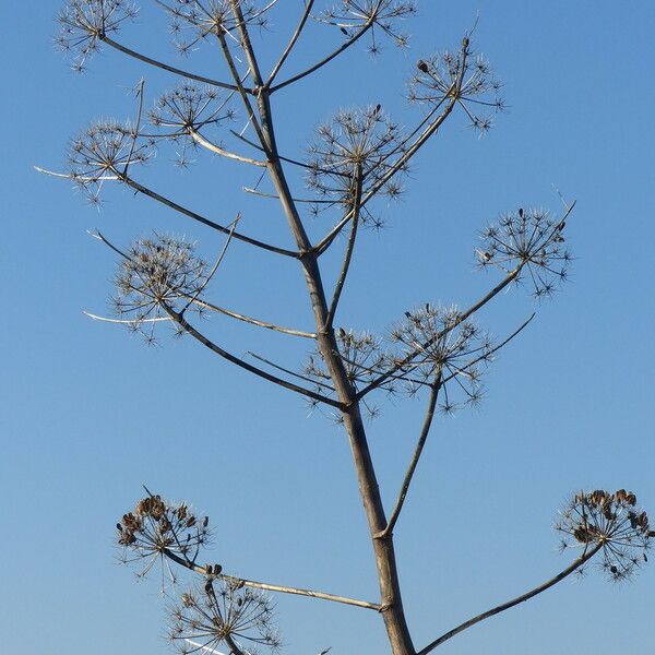 Ferula glauca عادت داشتن