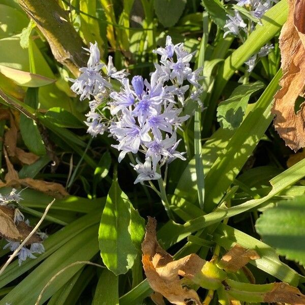 Hyacinthoides hispanica Žiedas