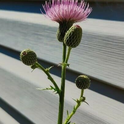 Cirsium muticum Blodyn