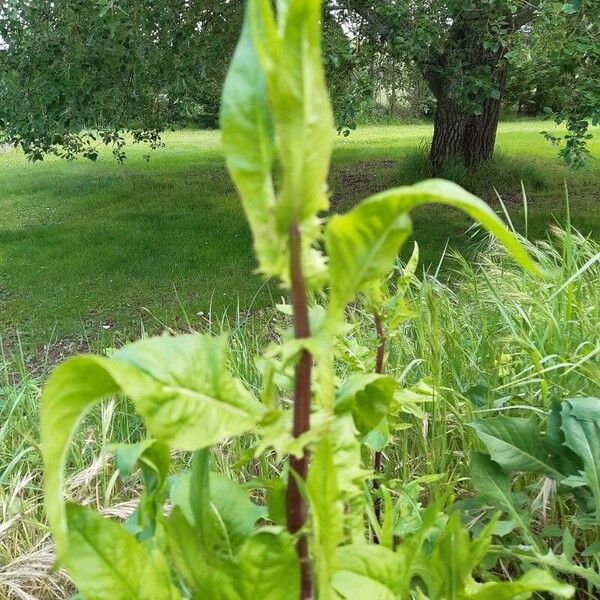 Lactuca biennis Levél