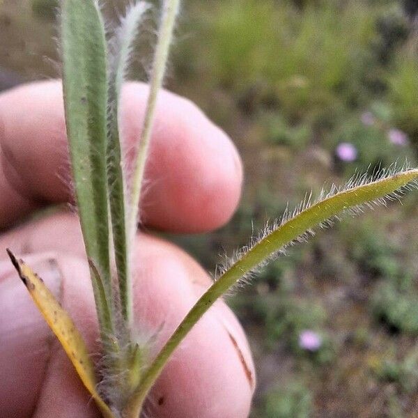 Plantago bellardii Fuelha