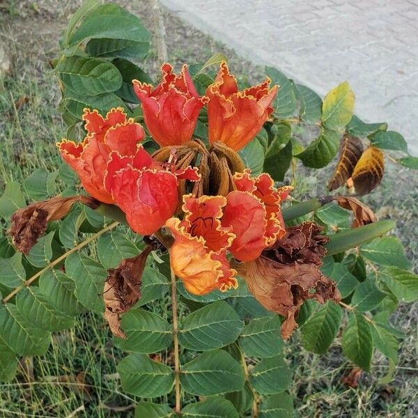 Spathodea campanulata Flor