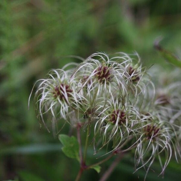 Clematis virginiana Blomst