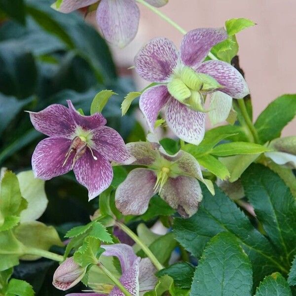 Helleborus orientalis Flor