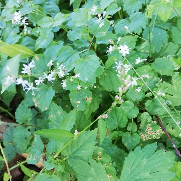 Circaea alpina 其他