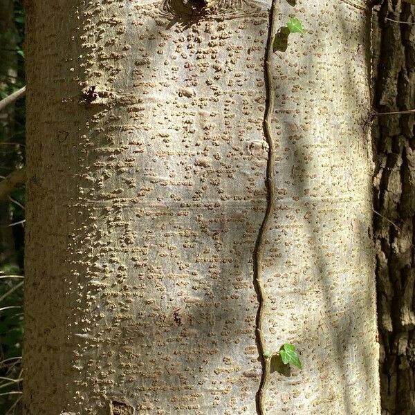 Abies alba Bark