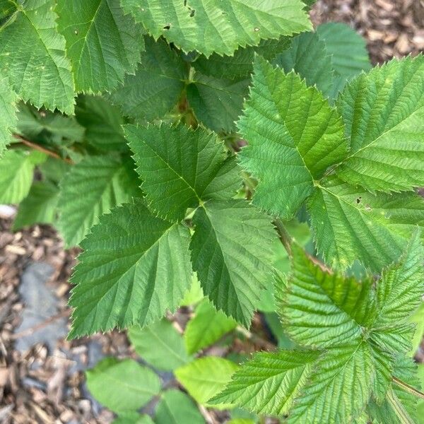 Rubus pruinosus Плод