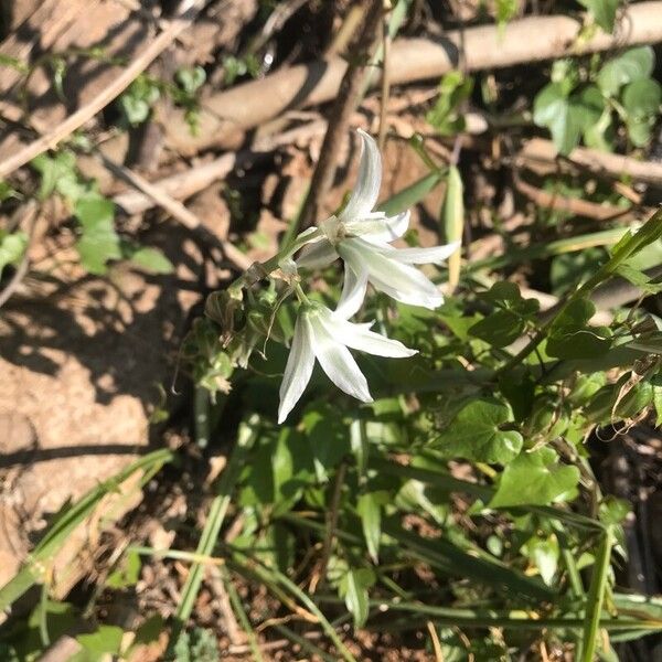 Ornithogalum nutans Blomst