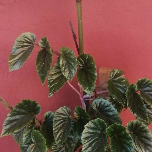 Begonia clarkei Flower