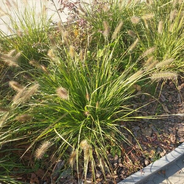 Cenchrus alopecuroides Leaf