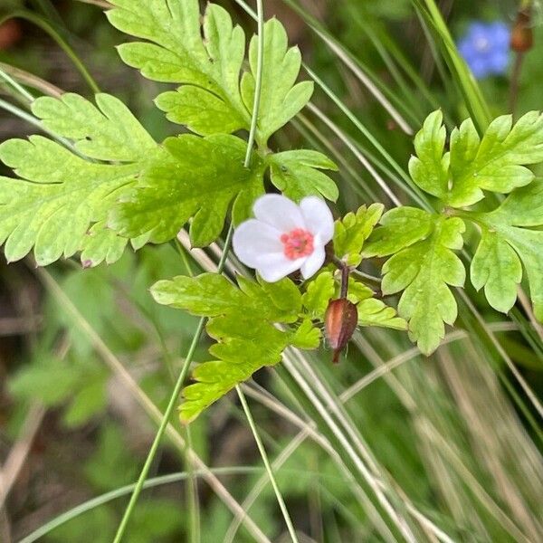 Geranium purpureum Квітка