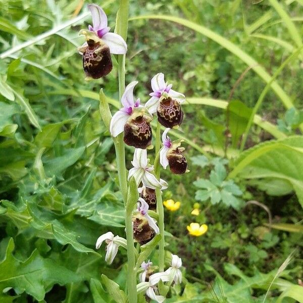 Ophrys holosericea Flower