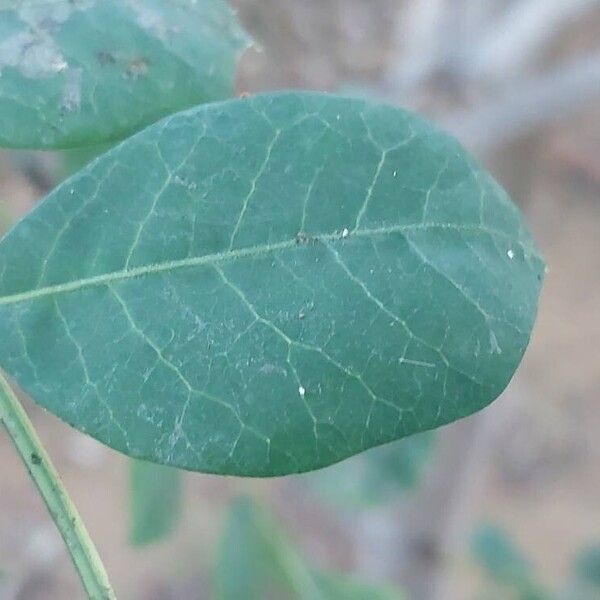 Sclerocarya birrea পাতা