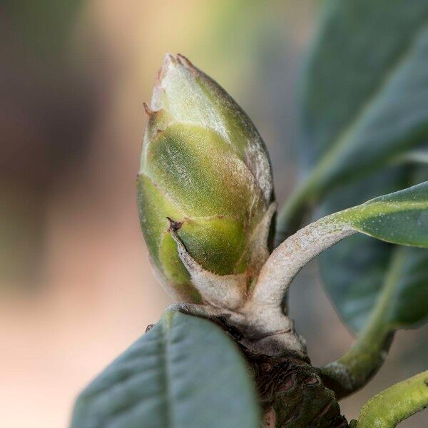 Rhododendron coriaceum Diğer