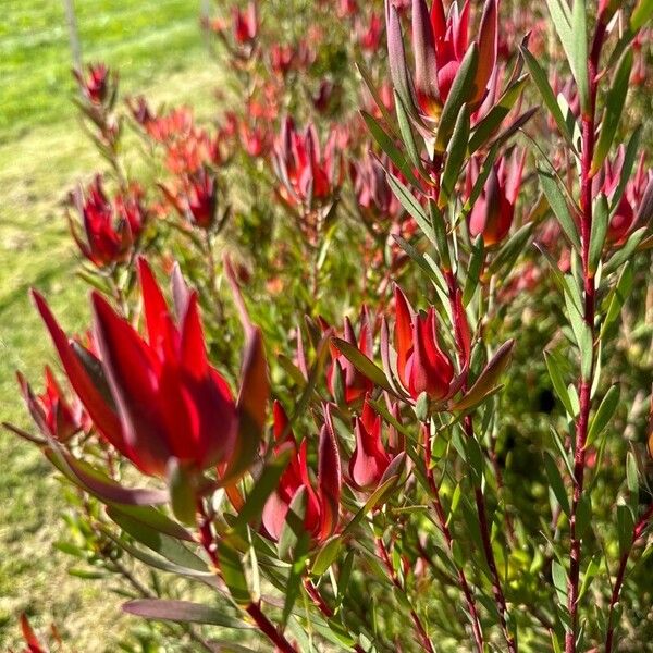 Leucadendron salignum ᱵᱟᱦᱟ