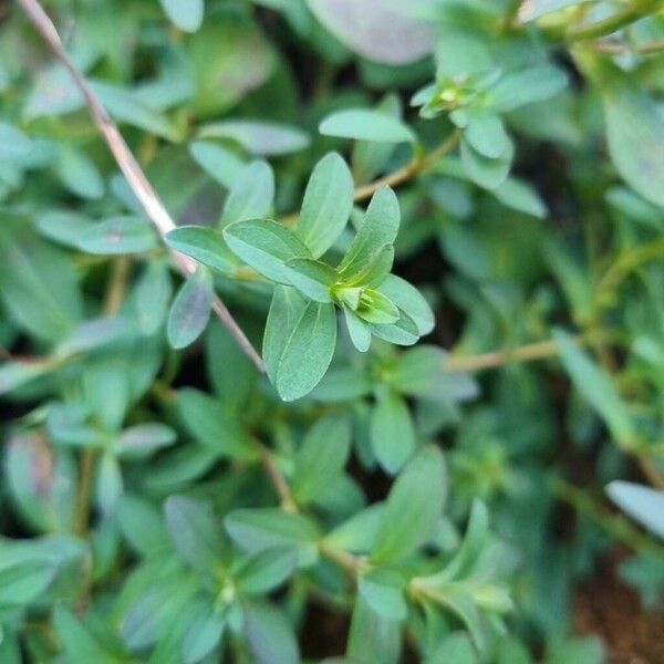 Hypericum maculatum Leaf