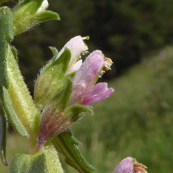 Odontites vernus 花