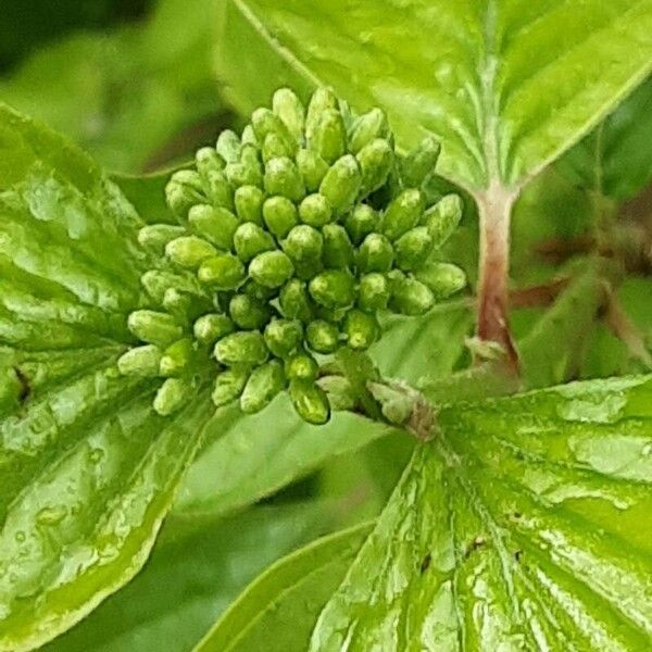 Cornus sanguinea 花