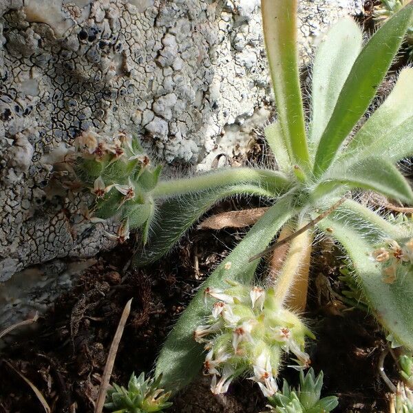 Plantago bellardii Fuelha