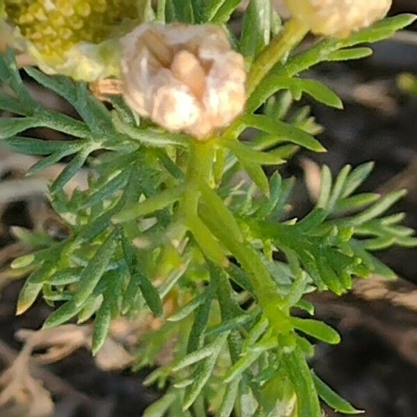 Matricaria discoidea Leaf