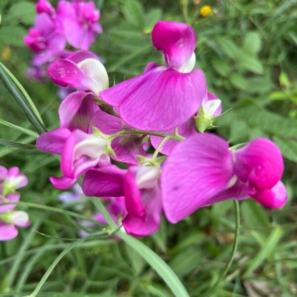 Lathyrus odoratus 花