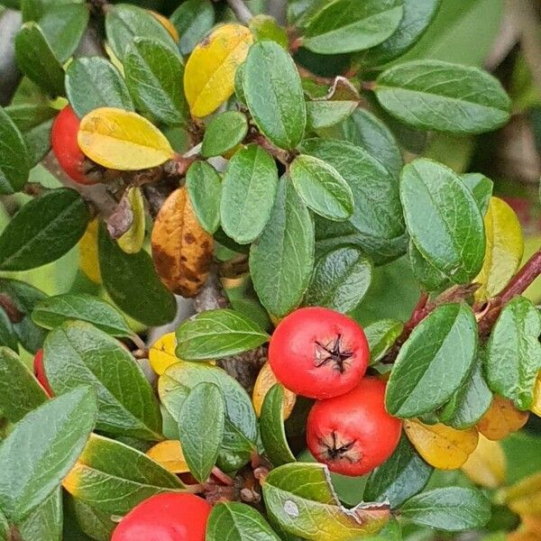 Cotoneaster dammeri Blad