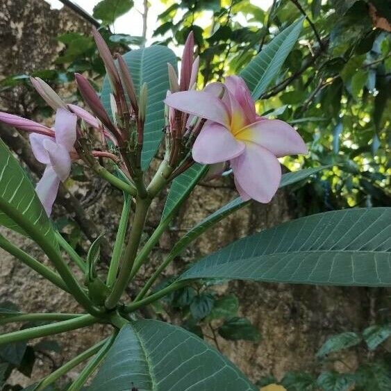 Plumeria rubra Õis