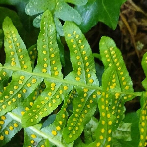 Polypodium vulgare Fruto