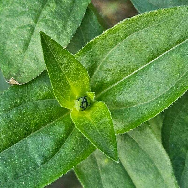 Zinnia elegans 葉