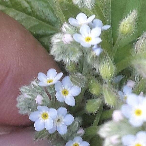 Myosotis stricta Blüte