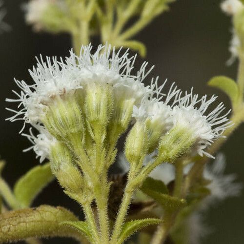 Ageratina paupercula Flower