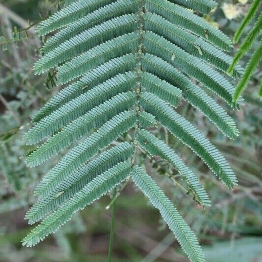 Acacia mearnsii Annet