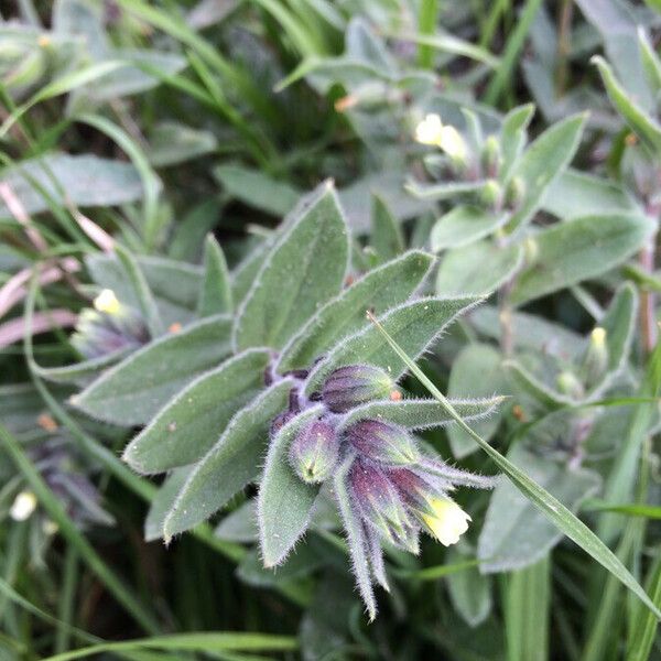 Nonea lutea Blad