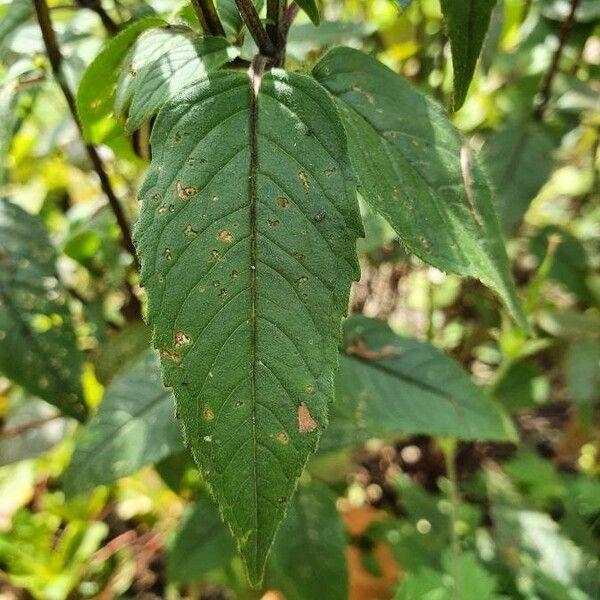 Monarda fistulosa Leaf