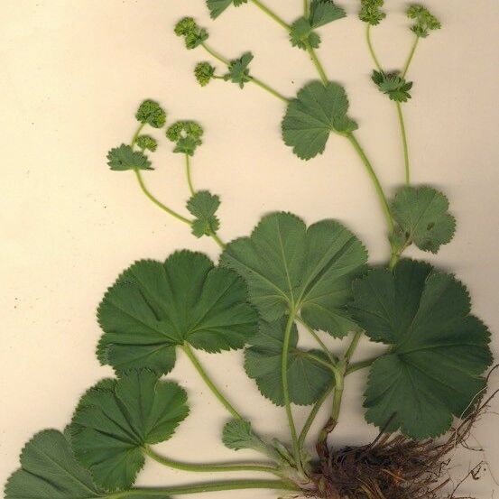 Alchemilla filicaulis ശീലം