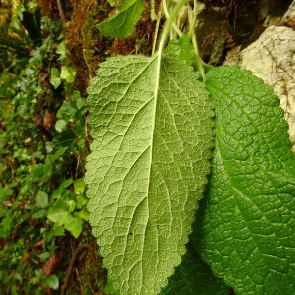 Stachys alpina Blad