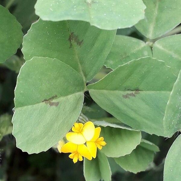 Medicago arabica Blüte