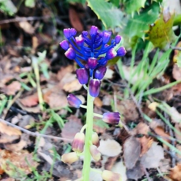 Muscari comosum Квітка