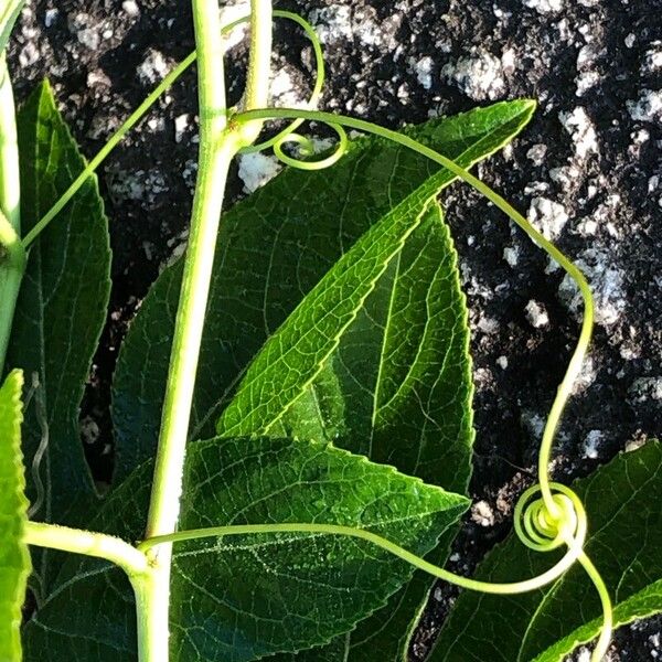 Passiflora incarnata Кора