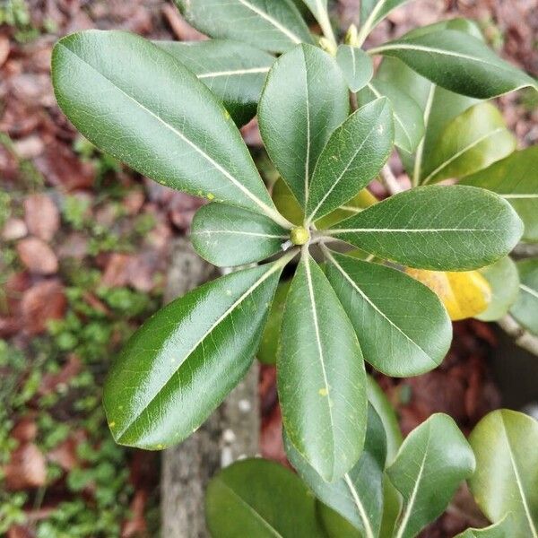 Pittosporum heterophyllum Hostoa