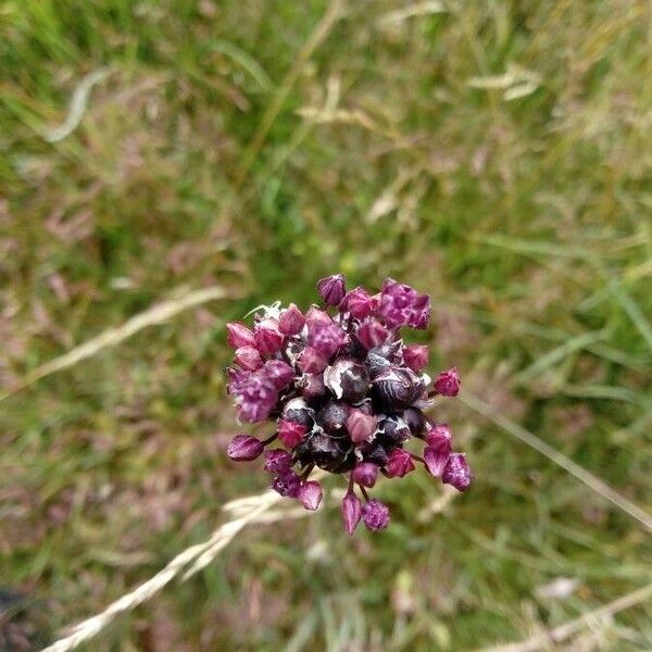 Allium scorodoprasum പുഷ്പം